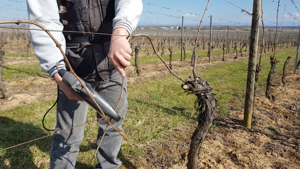 Notre vigneron effectue le liage